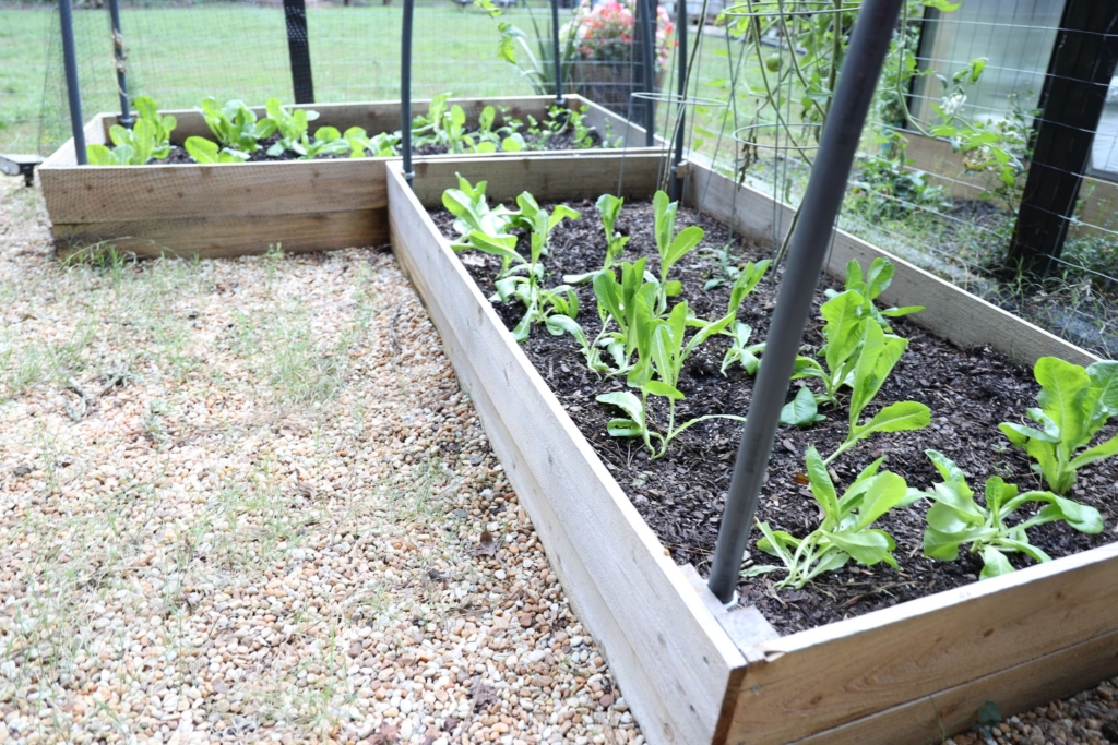 Planting in Zone 7B, Growing Lettuce, Backyard garden, Planting in the fall 